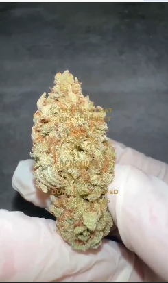 Amnesia Haze - <br>100g/ €300 500g/ €1000 1000 / 2500 €