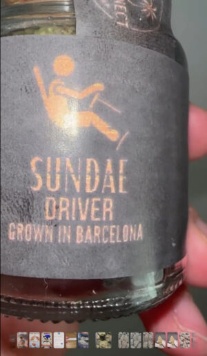 🇪🇸 SPANISH CALI PACKED 🇪🇸     NEW DROP! FIRE BATCH! 🚀     BCNCONNECT SUNDAE DRIVER   100G (20x 5g Jar ) / €950  200G (40x 5g Jar ) / €1800  500G ( 100x 5g Jar ) / €4000  1000G (200x 5g Jar ) / €7000