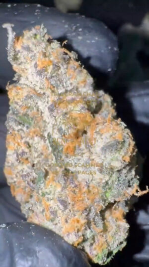 IMG_8964 🇺🇸 CALI IMPORT LANDED 🇺🇸 APPLE FRITTER 28g / €300 112g / €1000 224g / €1700 448g / €2900 ‼️PROMO: 448G €2900 ➡ €2600